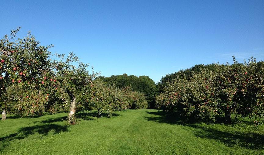 Experimental Orchard